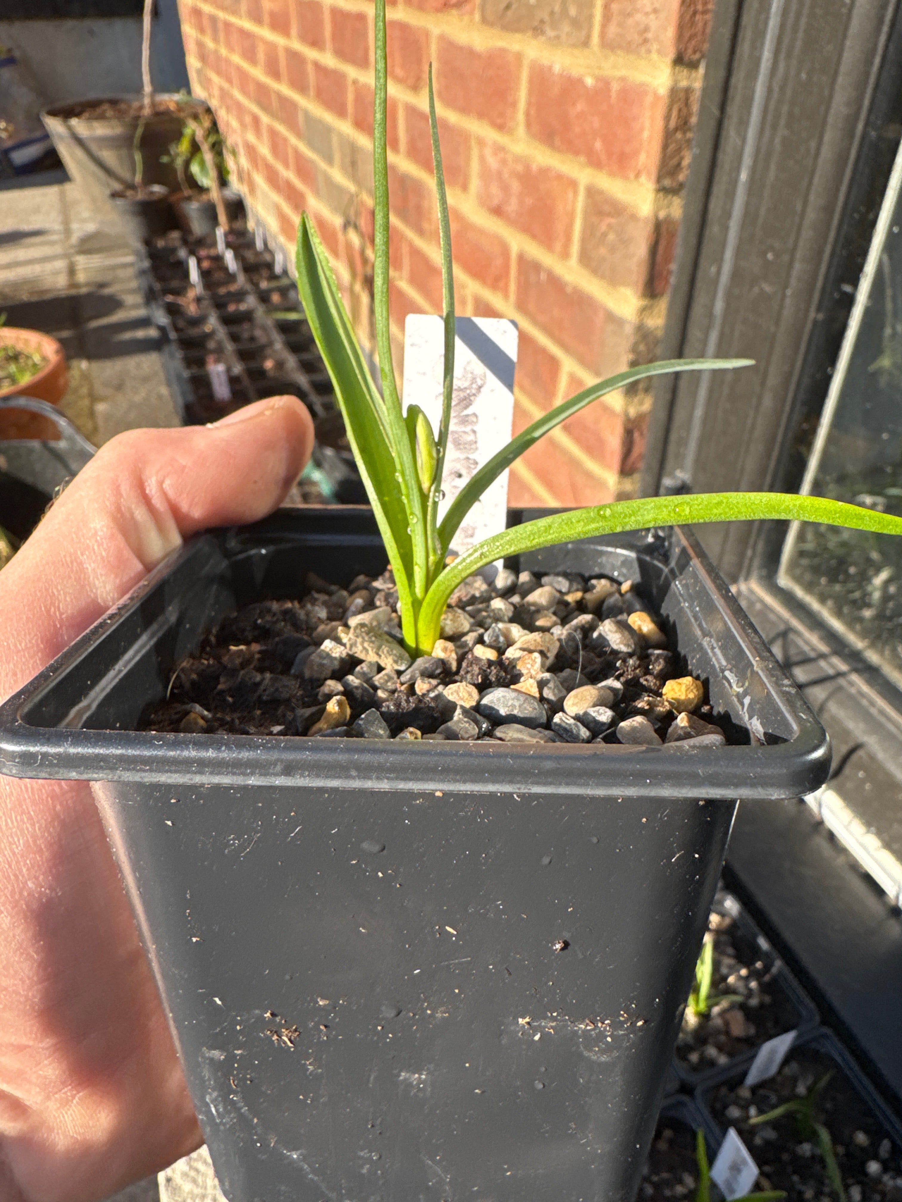 Snake’s Head Fritillary Bulbs (Fritillaria meleagris) – Spring Flowering, Moist Soil Loving