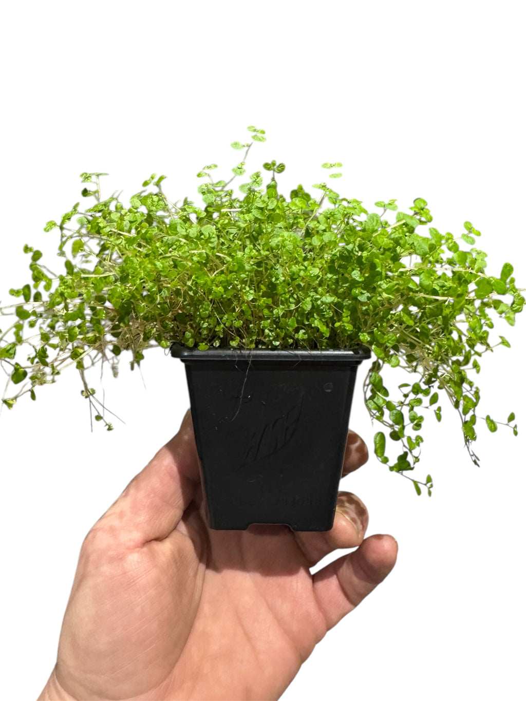 Soleirolia Soleirolii ‘Baby’s Tears’