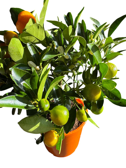 Calamondin Orange Tree – Fruiting Citrus Plant – £24.99
