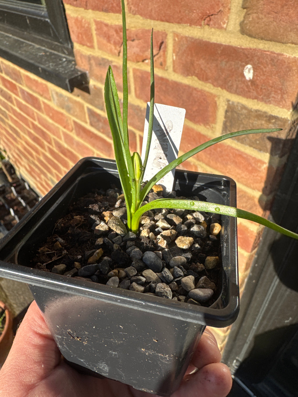 Snake’s Head Fritillary Bulbs (Fritillaria meleagris) – Spring Flowering, Moist Soil Loving