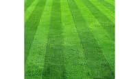 Seaweed Fertiliser Premium Liquid (1:200) 5L – Organic Plant Feed for Vegetables, Flowers, Lawns & Shrubs – Sunshine Renewables UK