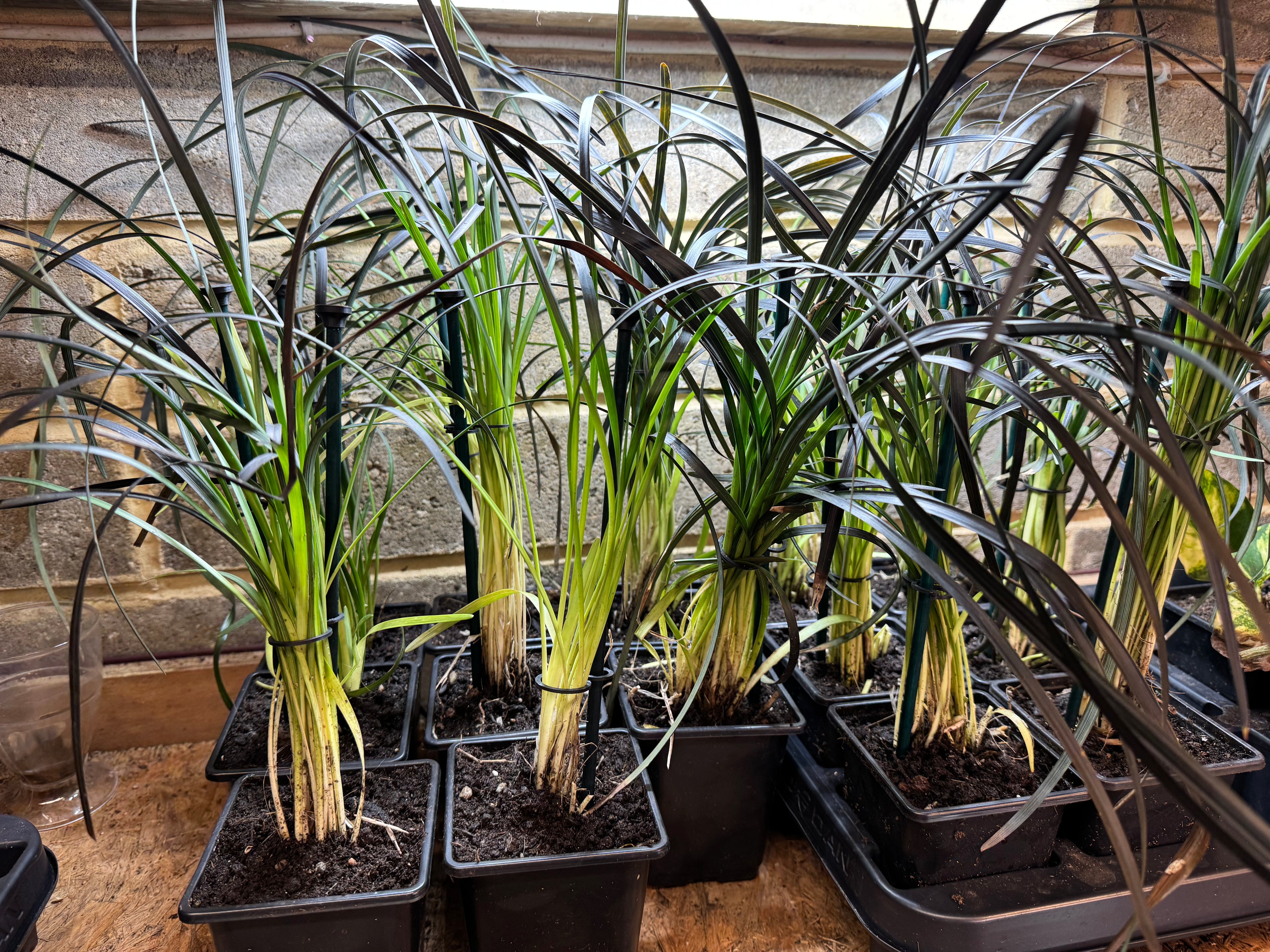 Ophiopogon planiscapus ‘Nigrescens’, commonly known as Black Mondo Grass, is a compact evergreen ornamental grass with dramatic deep purple-black foliage