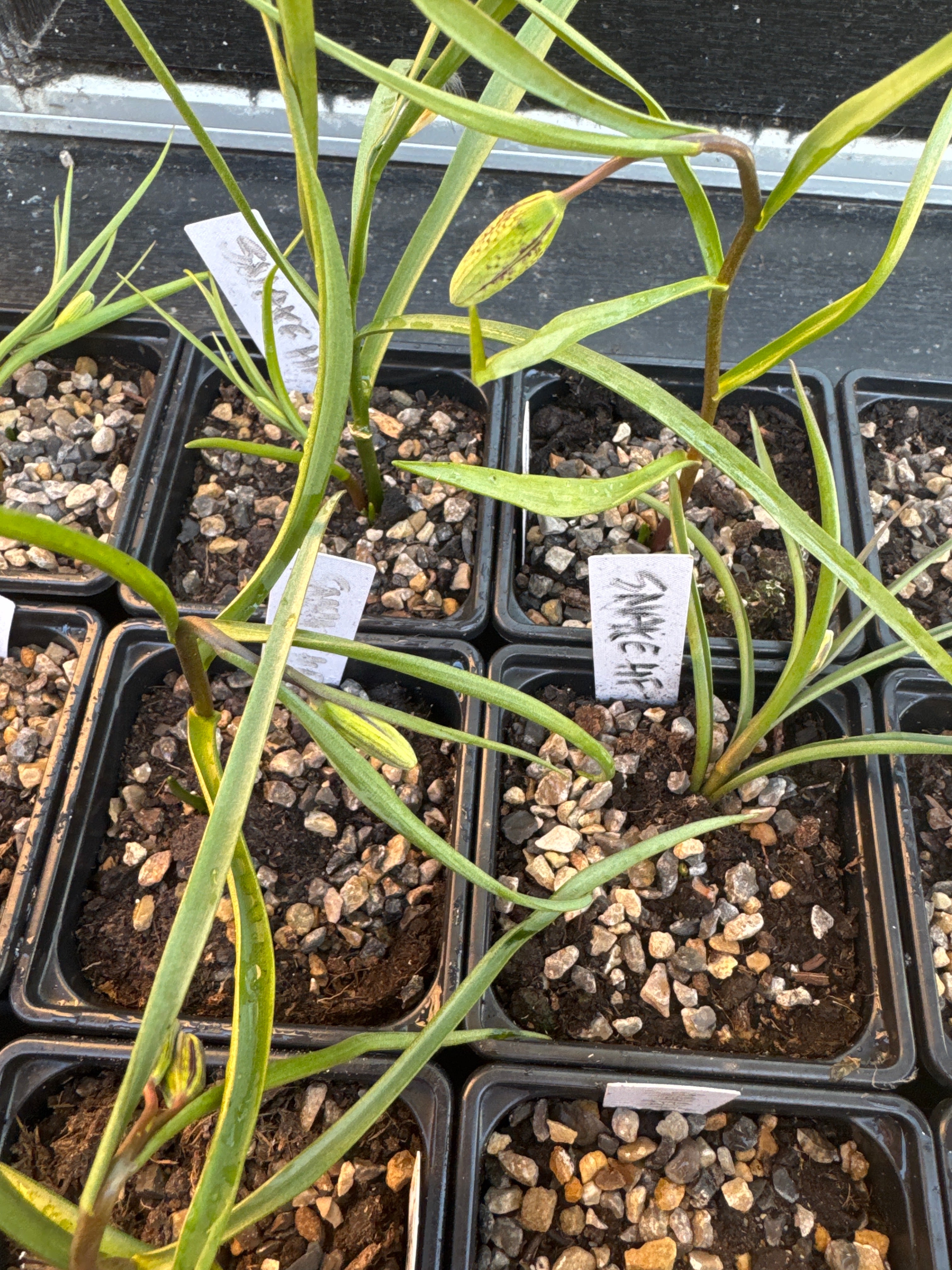 Snake’s Head Fritillary Bulbs (Fritillaria meleagris) – Spring Flowering, Moist Soil Loving