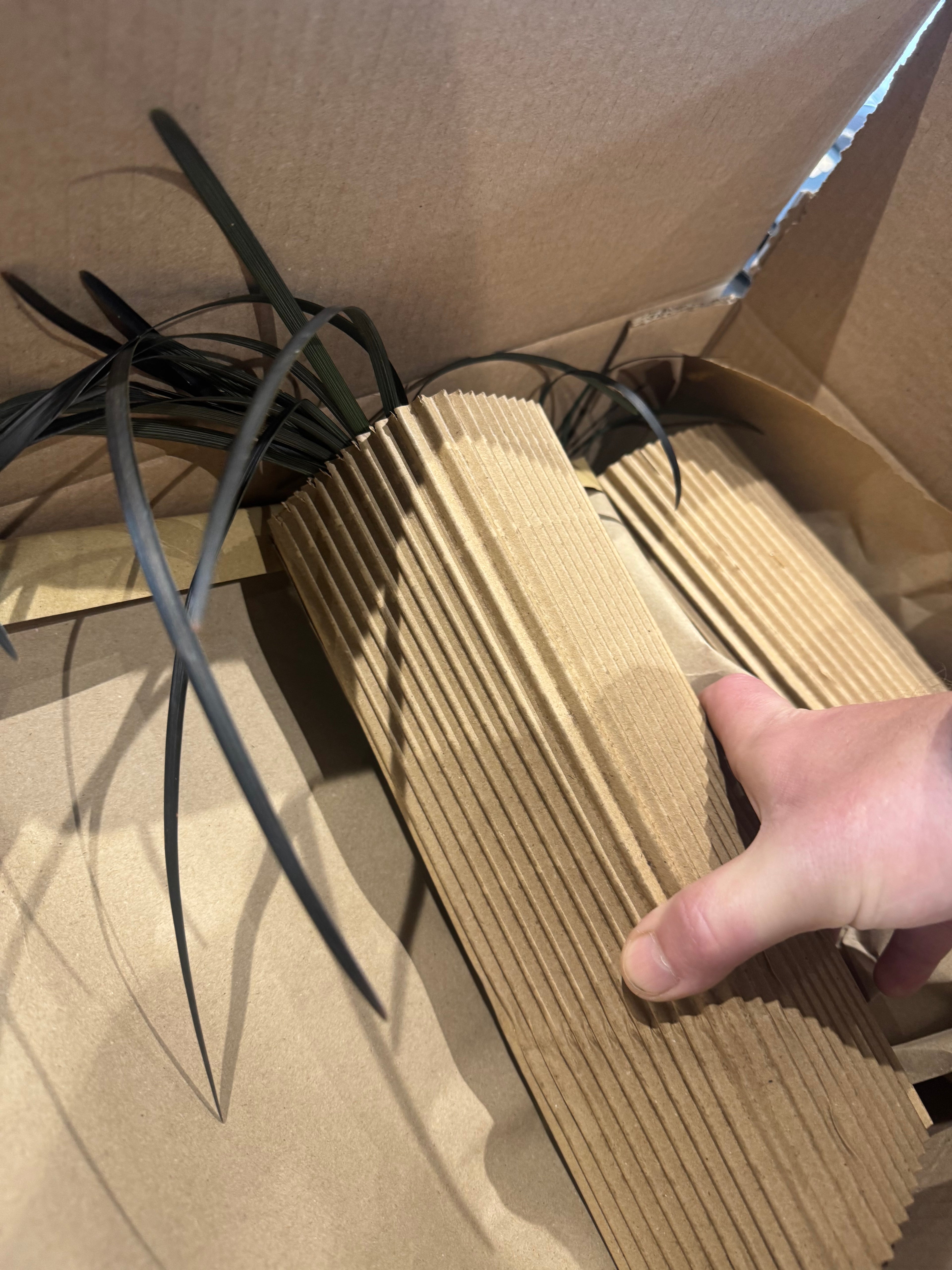 Ophiopogon planiscapus ‘Nigrescens’, commonly known as Black Mondo Grass, is a compact evergreen ornamental grass with dramatic deep purple-black foliage