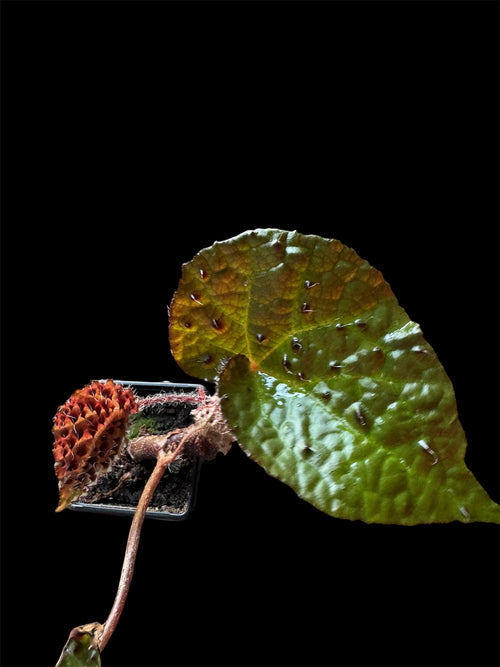 Begonia ‘Ferox’