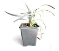 Ophiopogon planiscapus ‘Nigrescens’, commonly known as Black Mondo Grass, is a compact evergreen ornamental grass with dramatic deep purple-black foliage
