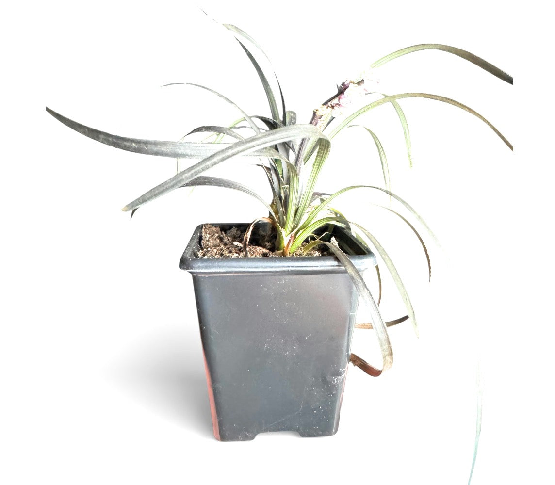 Ophiopogon planiscapus ‘Nigrescens’, commonly known as Black Mondo Grass, is a compact evergreen ornamental grass with dramatic deep purple-black foliage