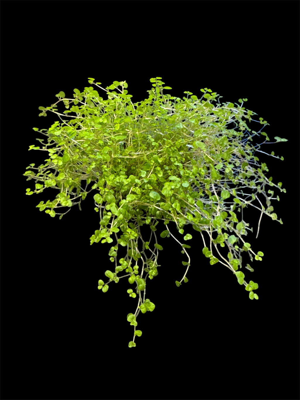 Soleirolia Soleirolii ‘Baby’s Tears’