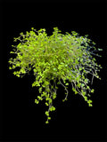 Soleirolia Soleirolii ‘Baby’s Tears’