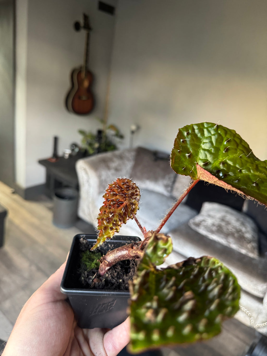 Begonia ‘Ferox’
