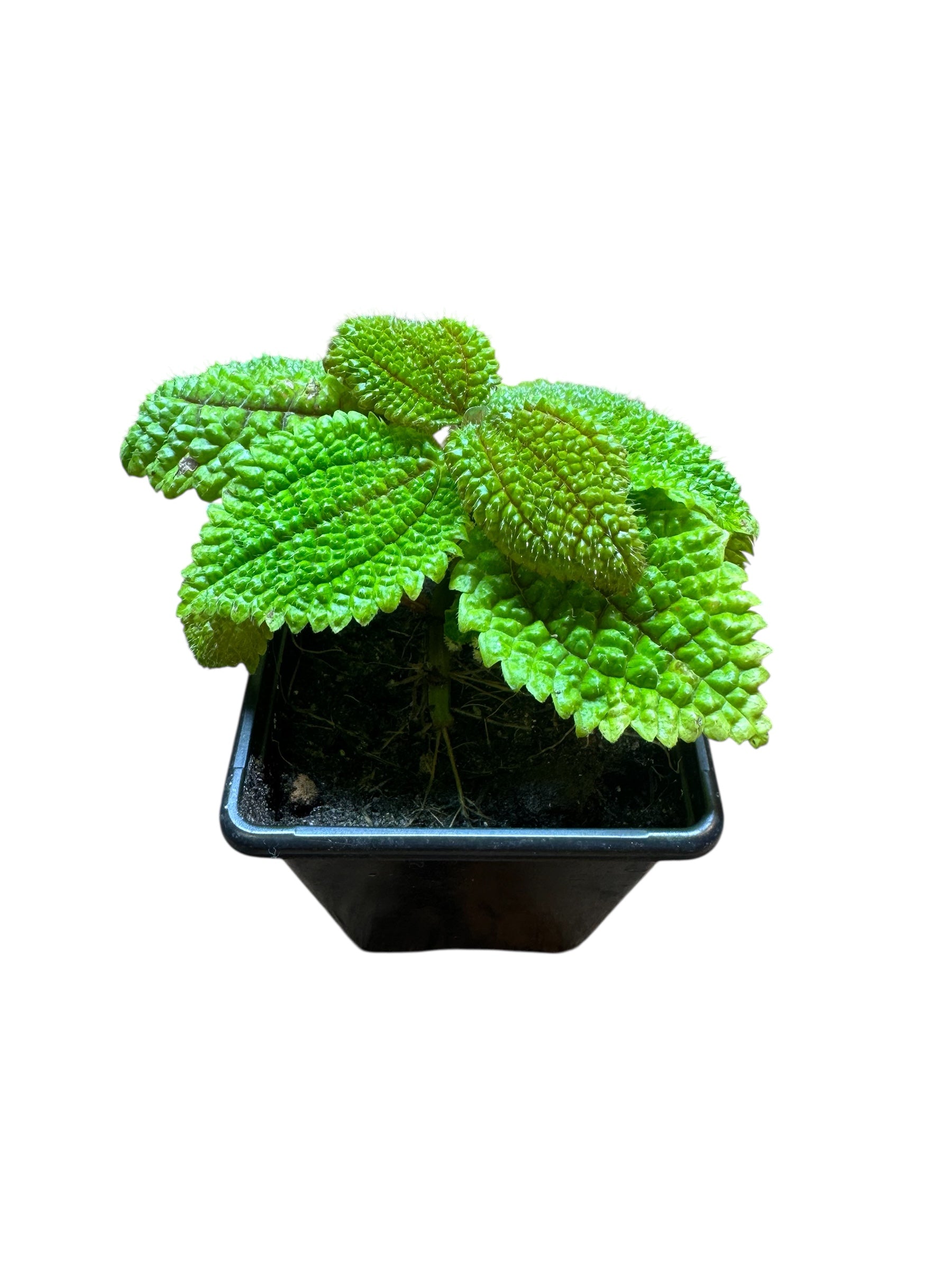 Pilea Mollis ‘Moon Valley Plant’
