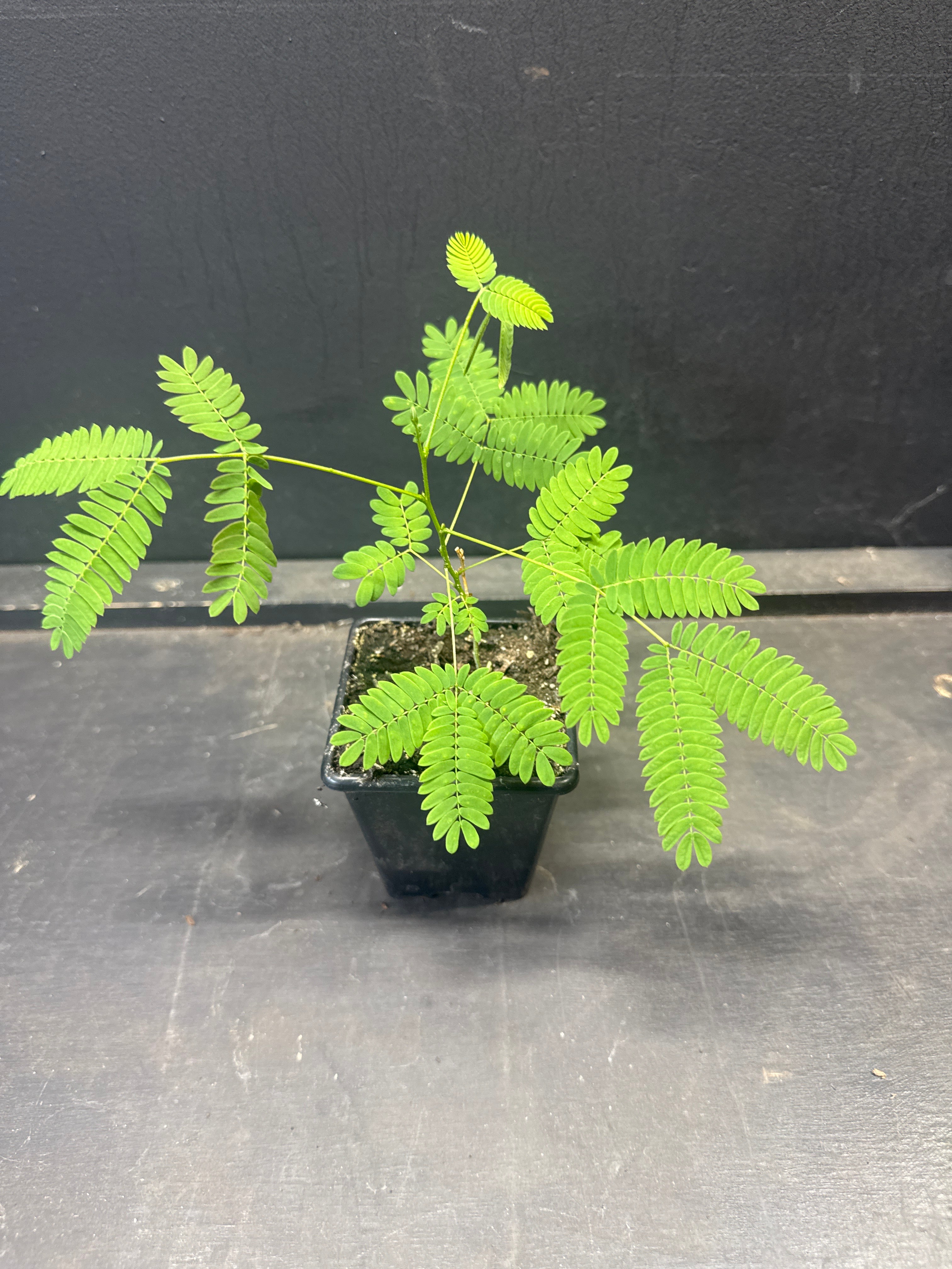 Persian silk tree (Albizia julibrissin)