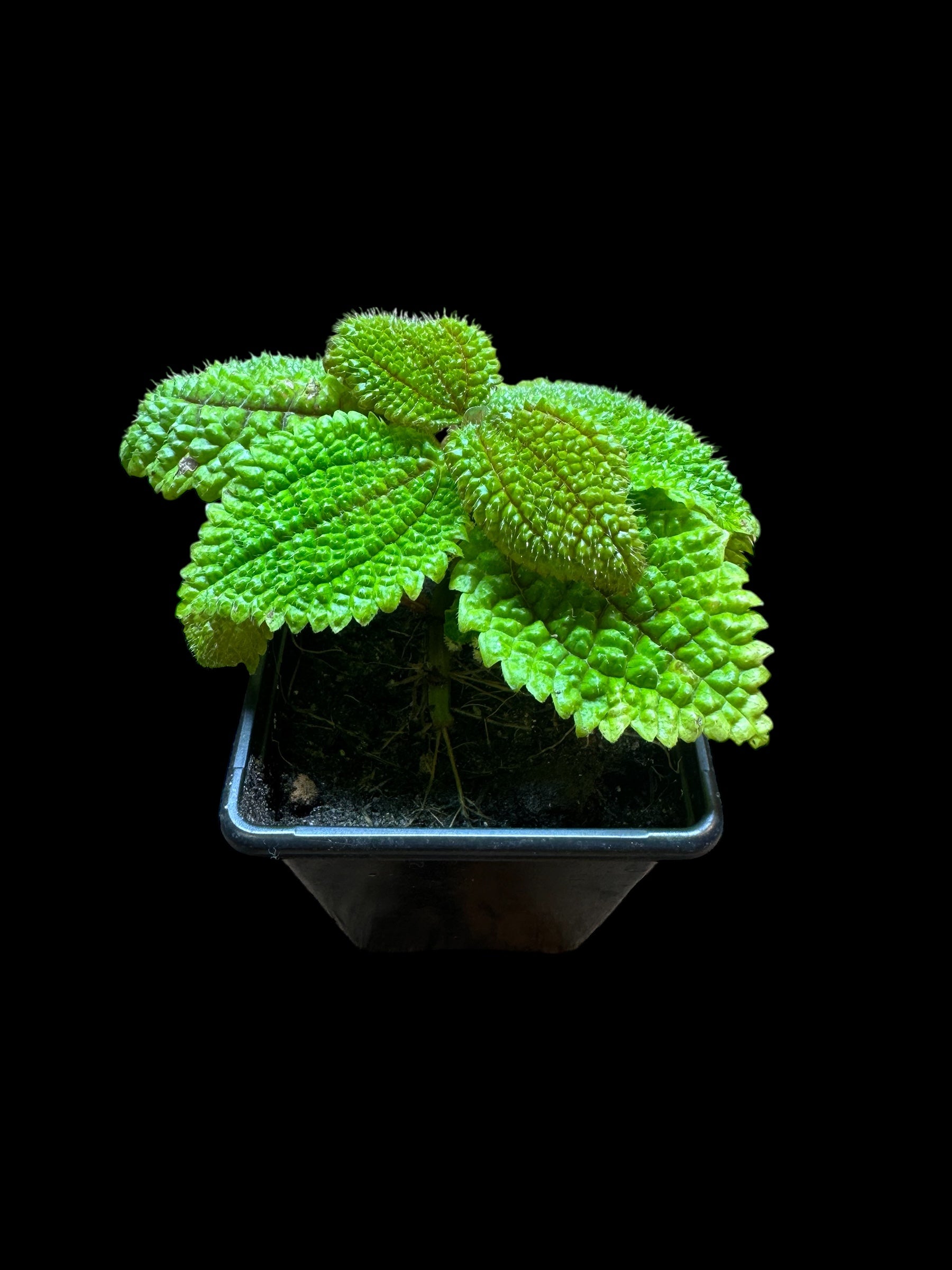 Pilea Mollis ‘Moon Valley Plant’
