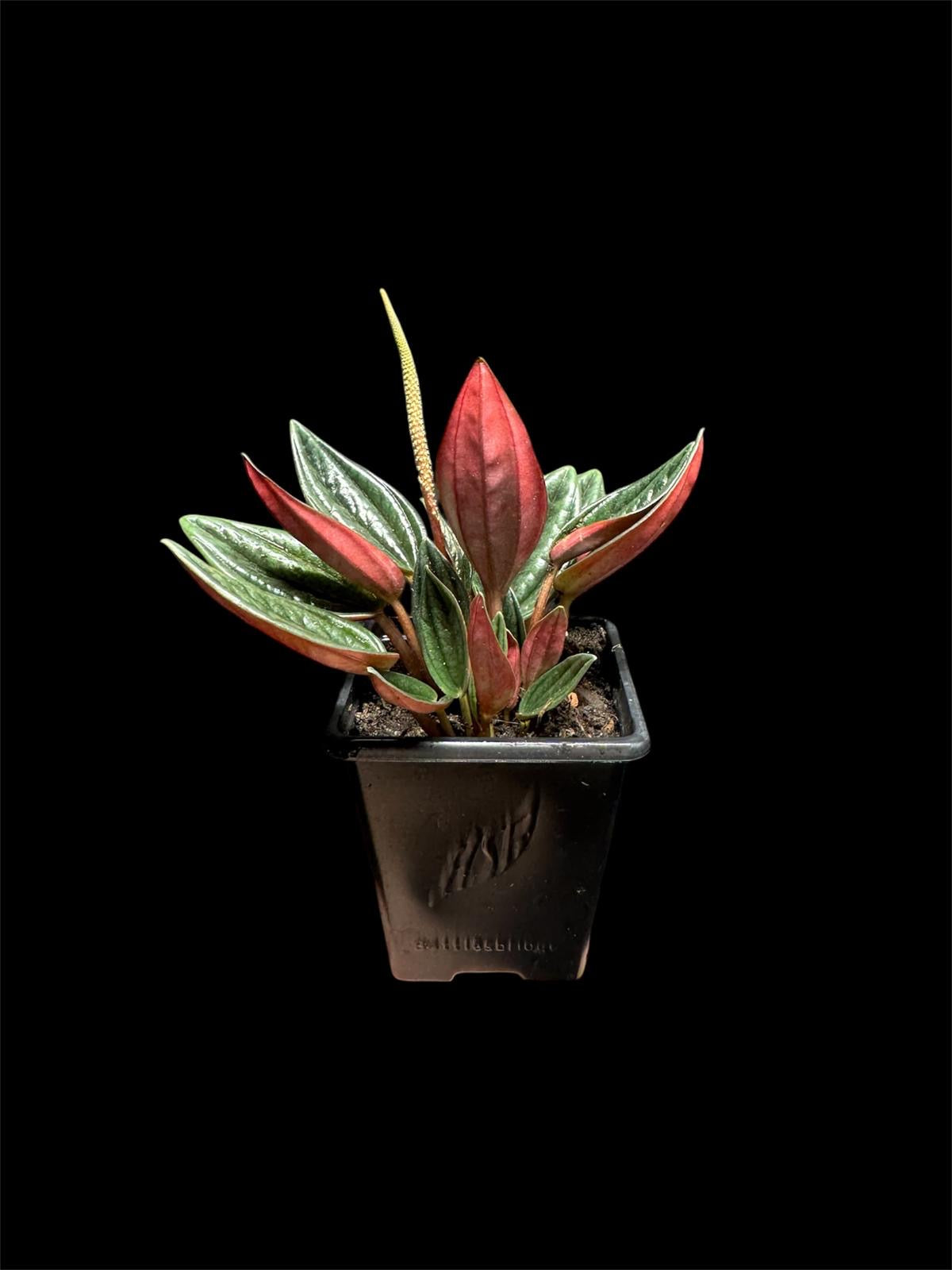 Peperomia Rousso