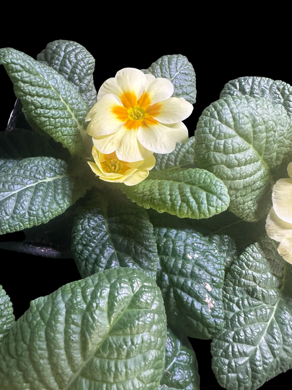 Primrose ‘Everlasting Yellow’