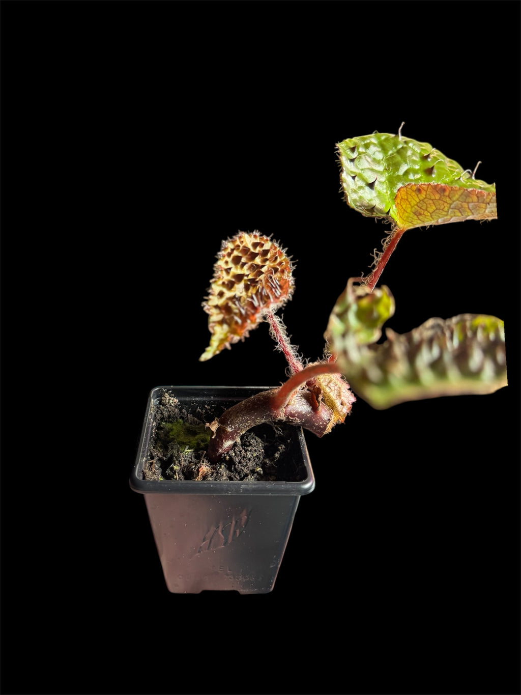Begonia ‘Ferox’