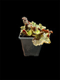 Begonia liekei ‘Mystery’