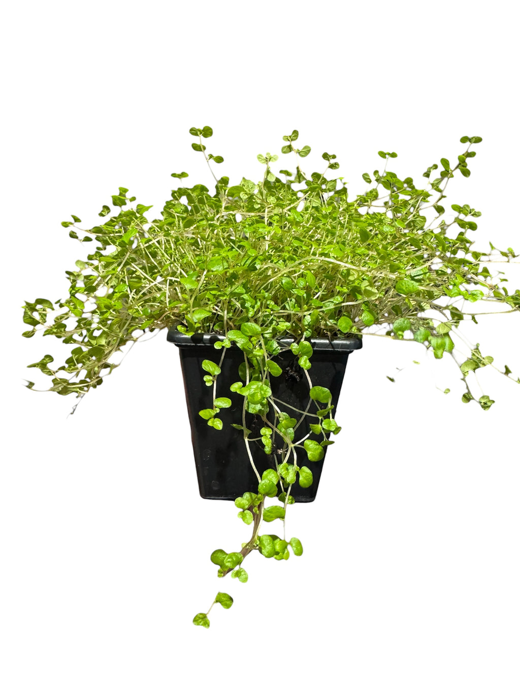 Soleirolia Soleirolii ‘Baby’s Tears’