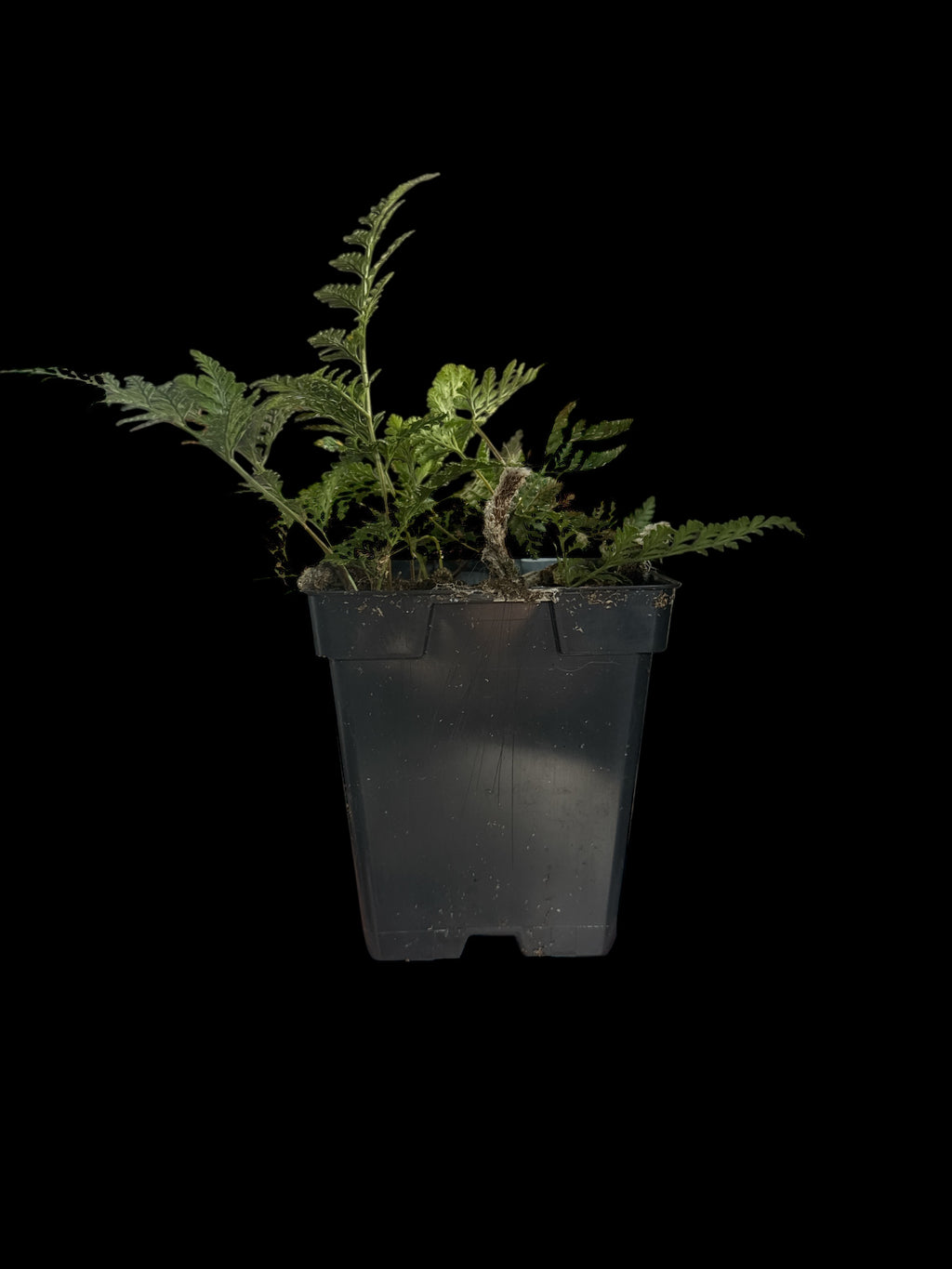 ‘Rabbits Foot’ Fern