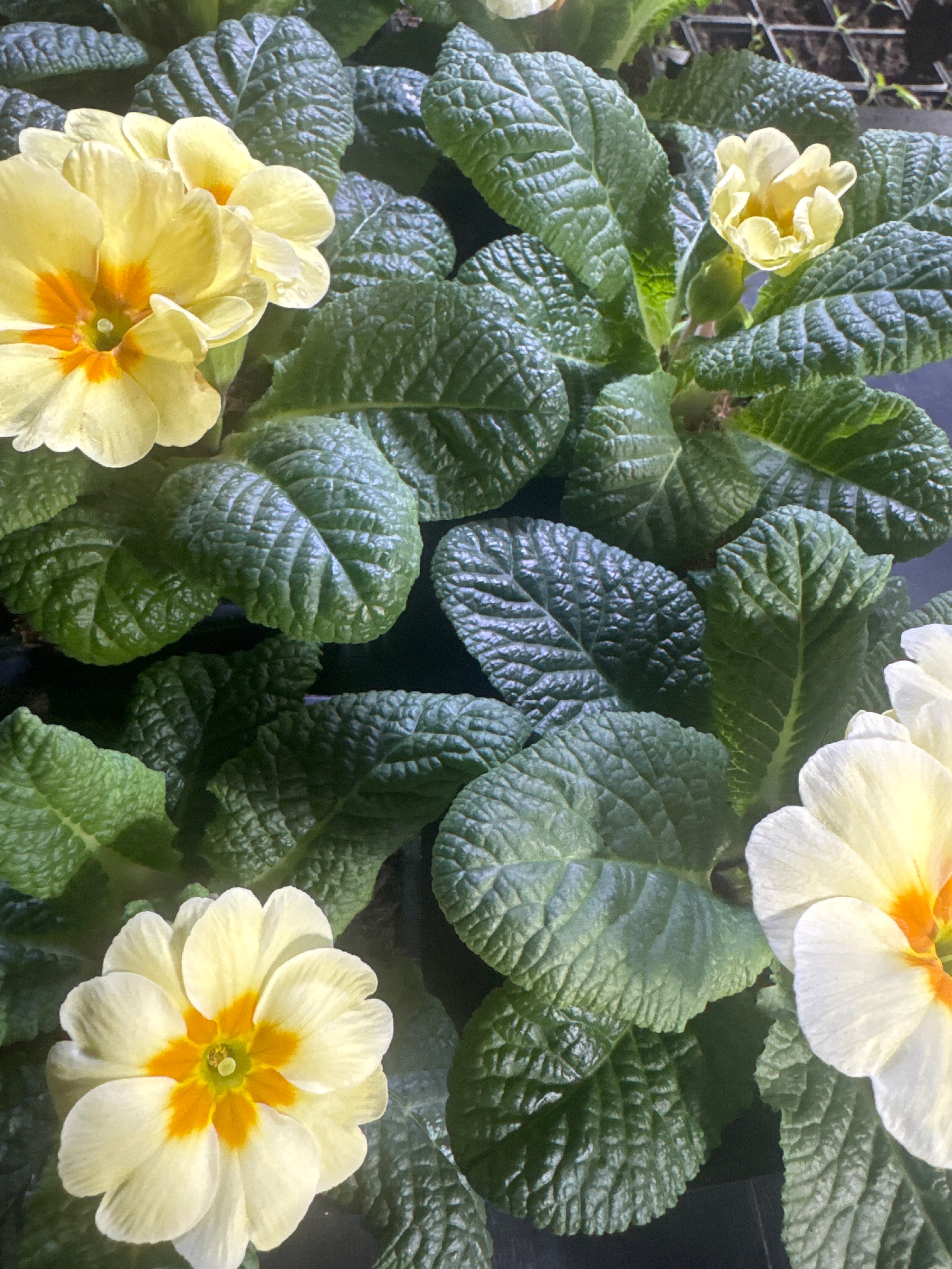 Primrose ‘Everlasting Yellow’