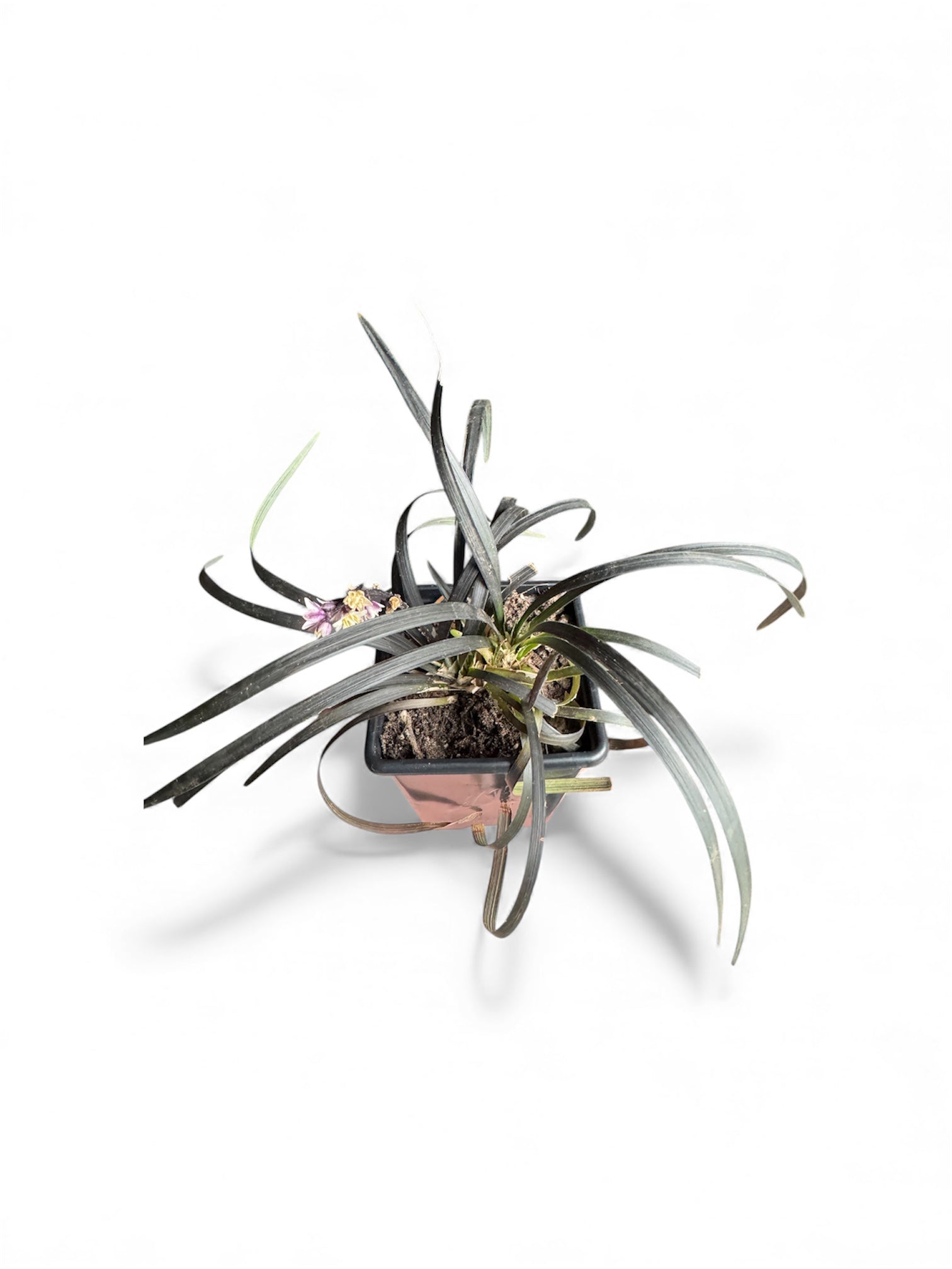 Ophiopogon planiscapus ‘Nigrescens’, commonly known as Black Mondo Grass, is a compact evergreen ornamental grass with dramatic deep purple-black foliage
