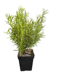 Rosemary plant