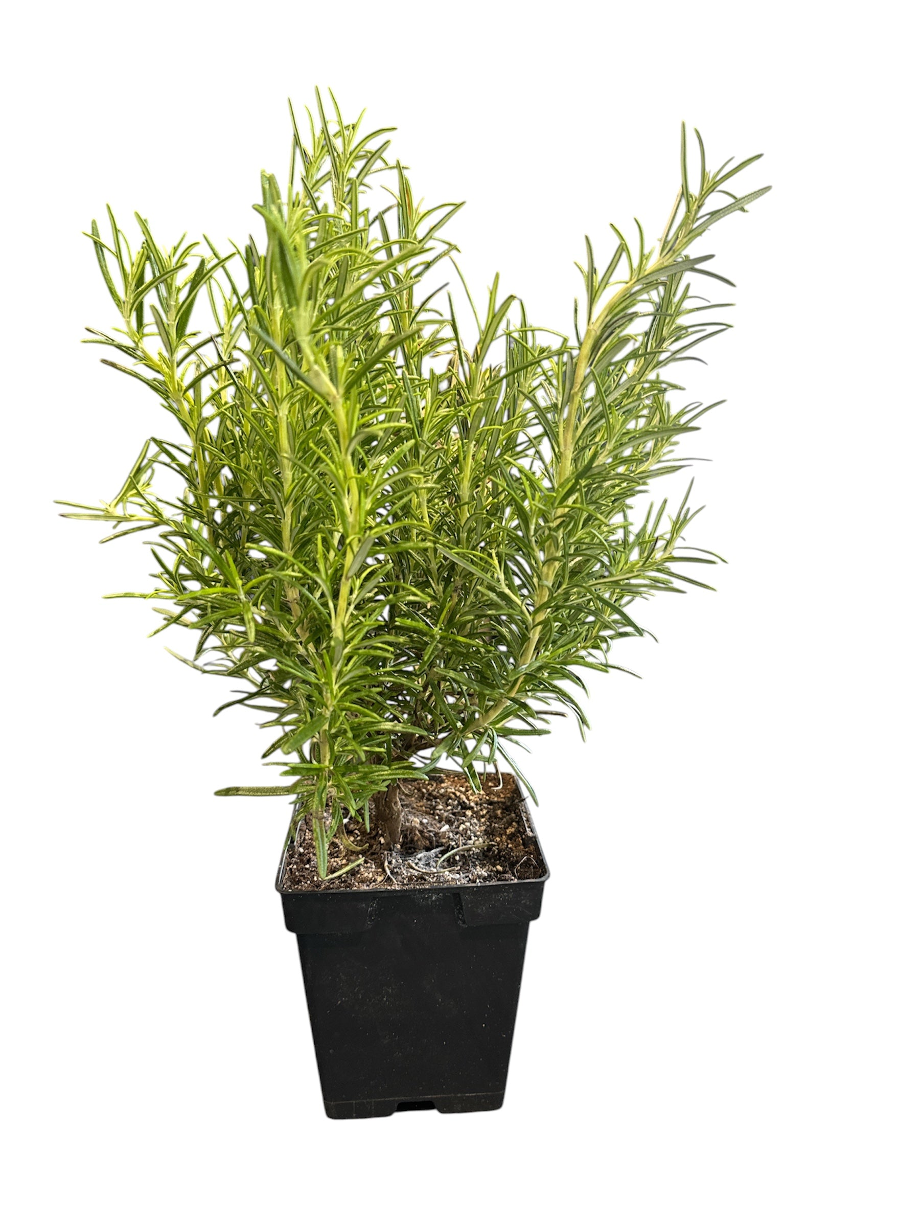 Rosemary plant