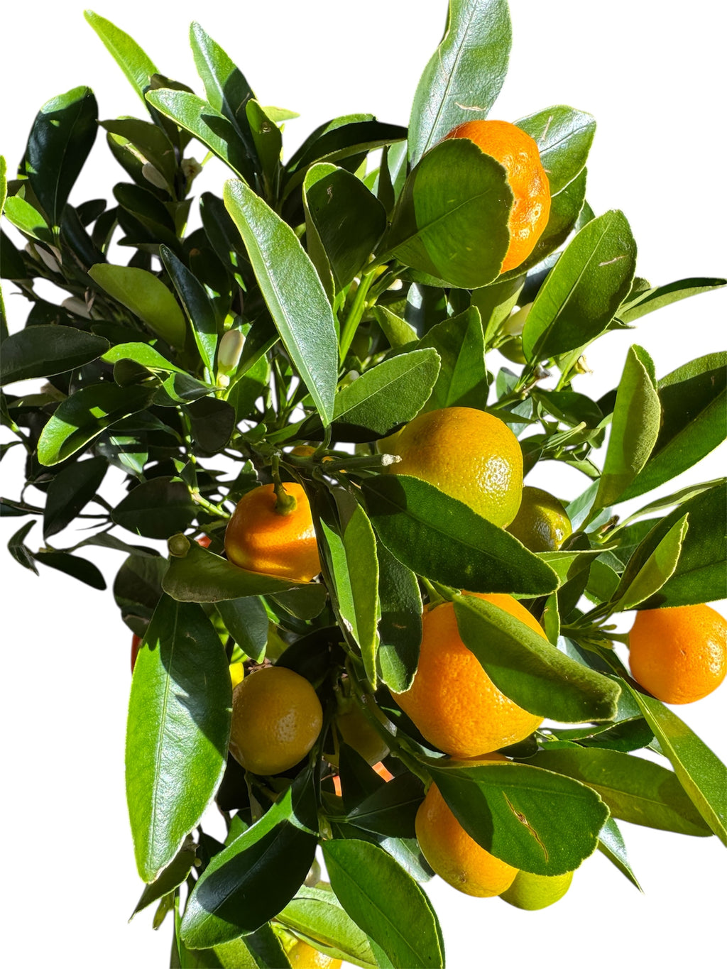 Calamondin Orange Tree – Fruiting Citrus Plant – £24.99