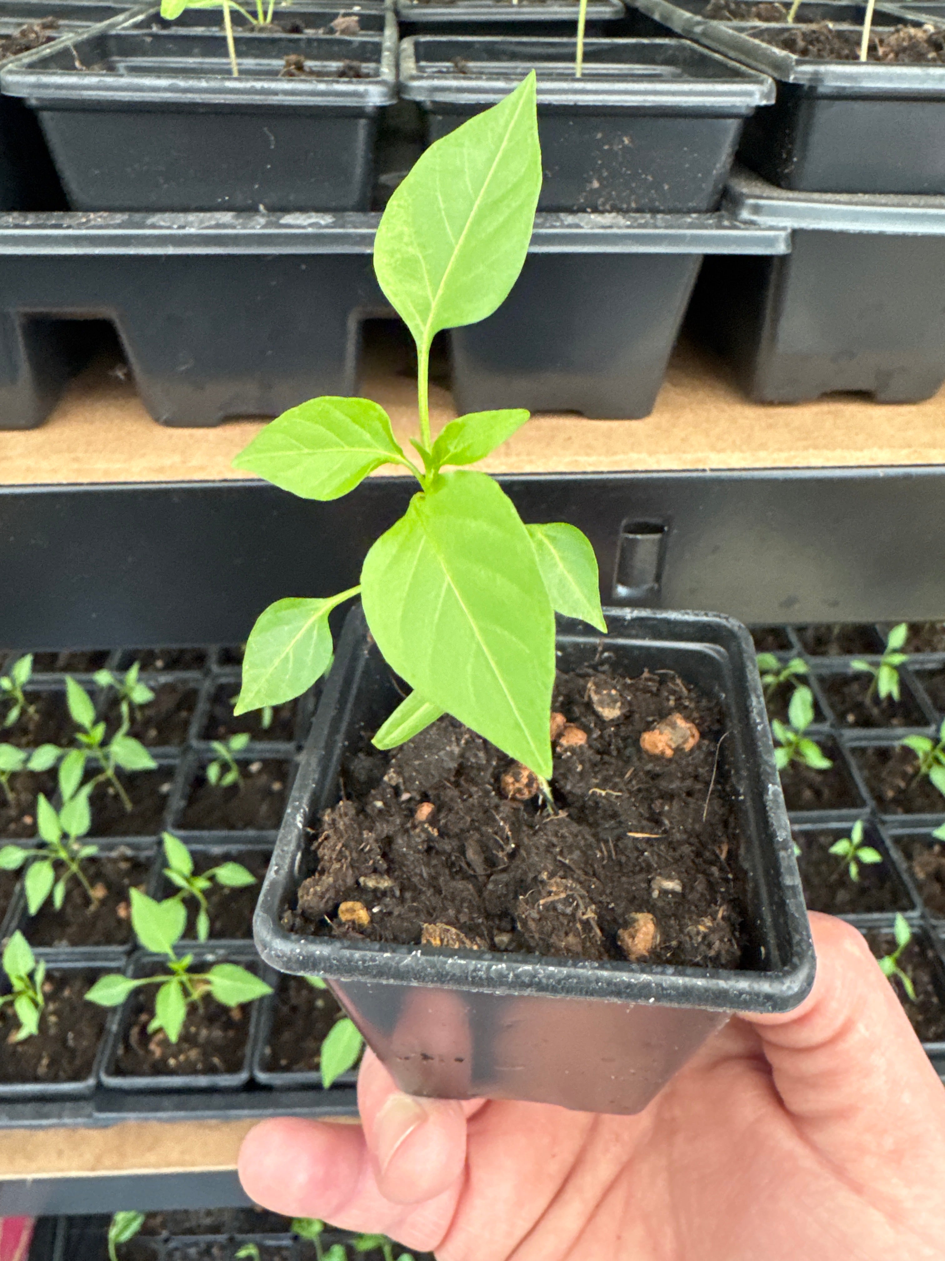 Chocolate chilli plant Capsicum annuum ‘Chocolate Habanero’ (also called Black Habanero)5cm tall