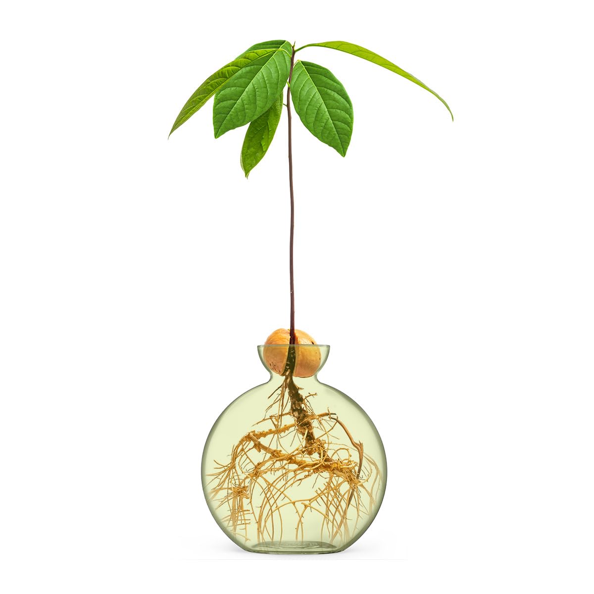 Vase for Acorn, Hand-Blown Clear Glass Vases for Acorns, Gift for Plant Lovers