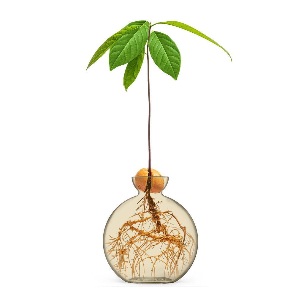 Vase for Acorn, Hand-Blown Clear Glass Vases for Acorns, Gift for Plant Lovers