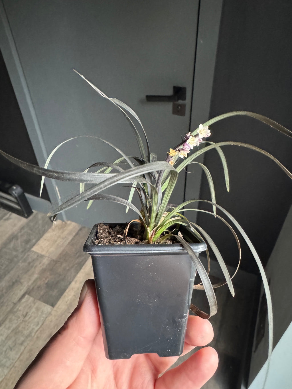 Ophiopogon planiscapus ‘Nigrescens’, commonly known as Black Mondo Grass, is a compact evergreen ornamental grass with dramatic deep purple-black foliage