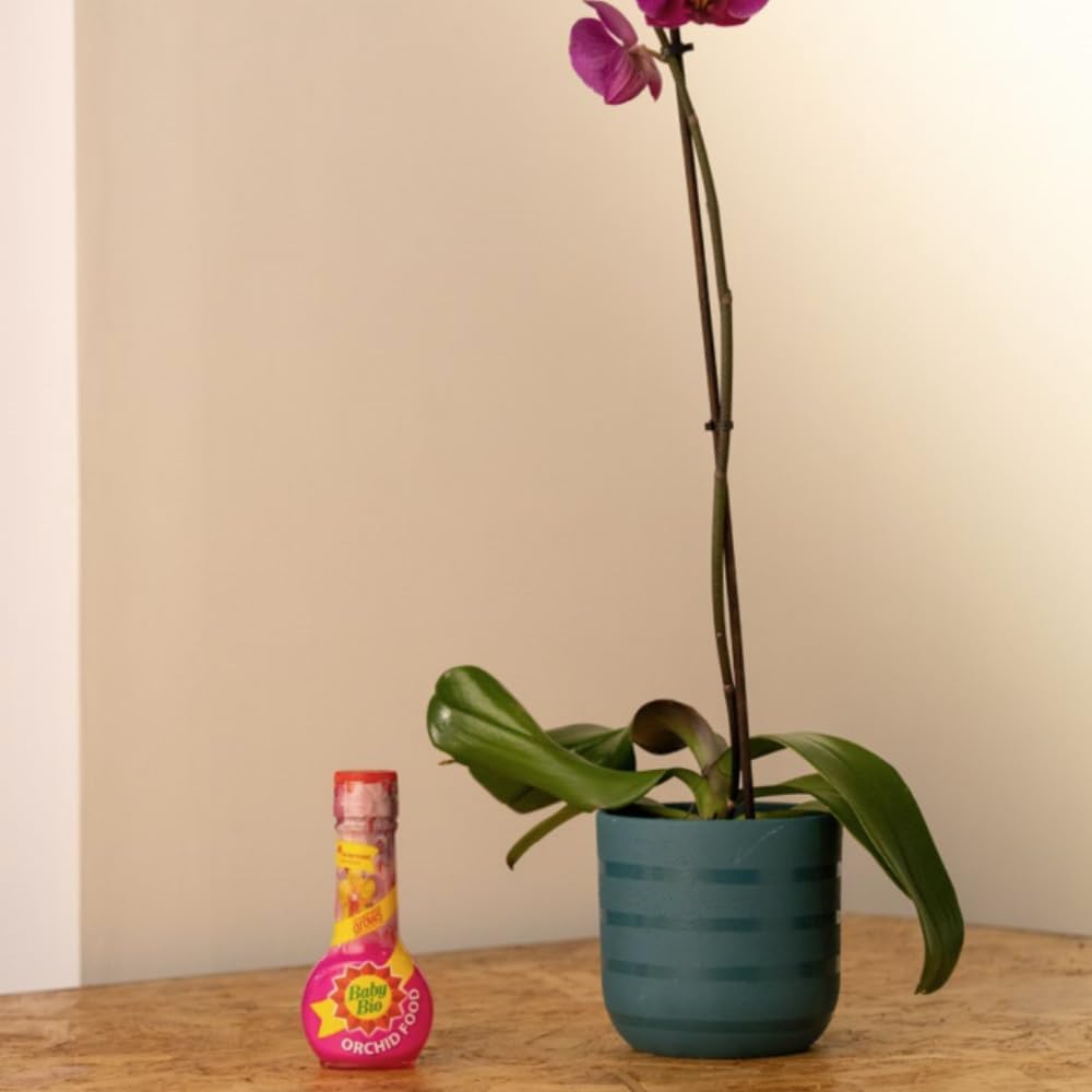 Baby Bio Citrus Food, 175ml - Citrus Plant Food for Healthy Growth and High Potassium for Better Fruit Yield - Year Round Care Concentrate Fertiliser - Fruit Tree Aid Spray