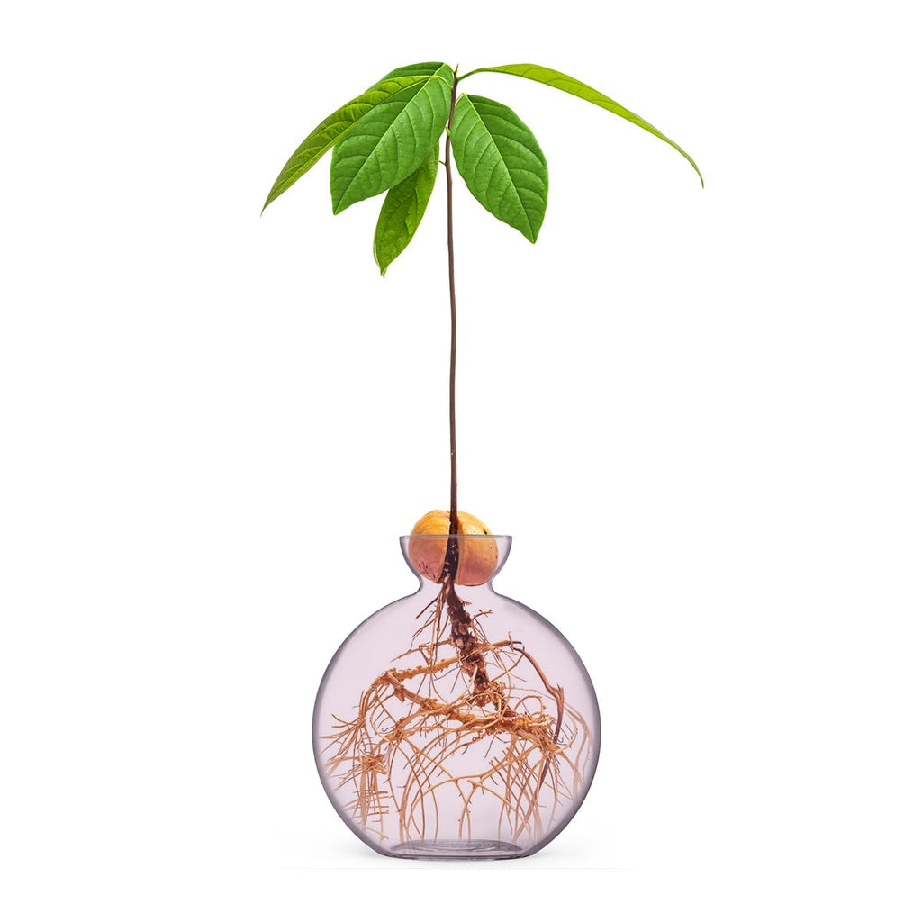 Vase for Acorn, Hand-Blown Clear Glass Vases for Acorns, Gift for Plant Lovers