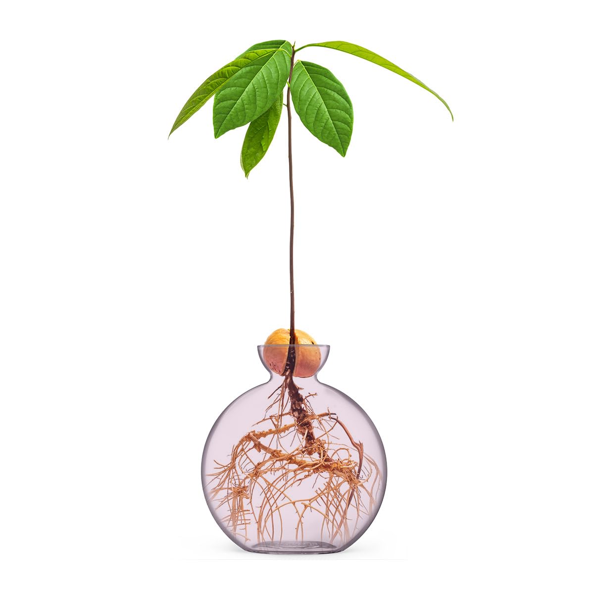 Vase for Acorn, Hand-Blown Clear Glass Vases for Acorns, Gift for Plant Lovers