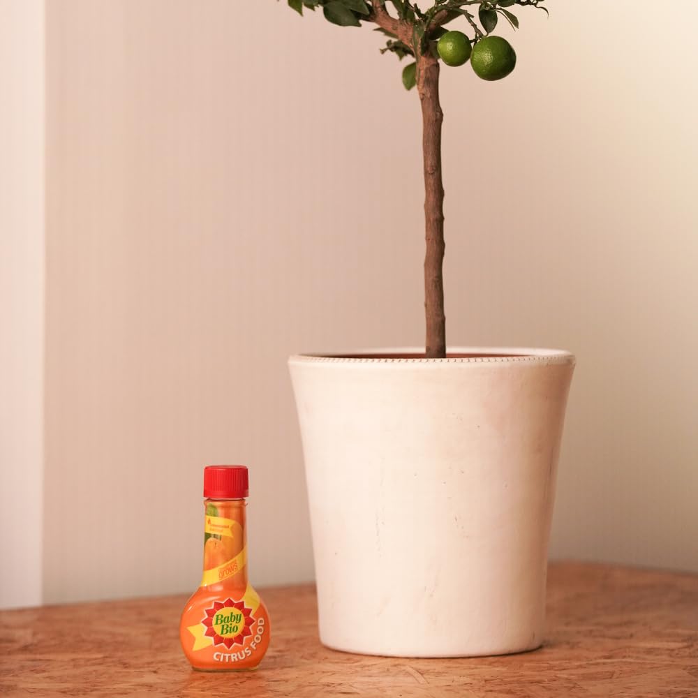 Baby Bio Citrus Food, 175ml - Citrus Plant Food for Healthy Growth and High Potassium for Better Fruit Yield - Year Round Care Concentrate Fertiliser - Fruit Tree Aid Spray