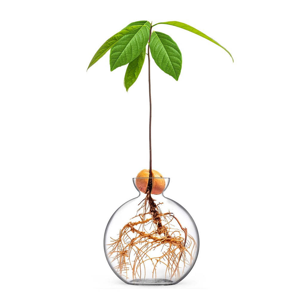 Vase for Acorn, Hand-Blown Clear Glass Vases for Acorns, Gift for Plant Lovers