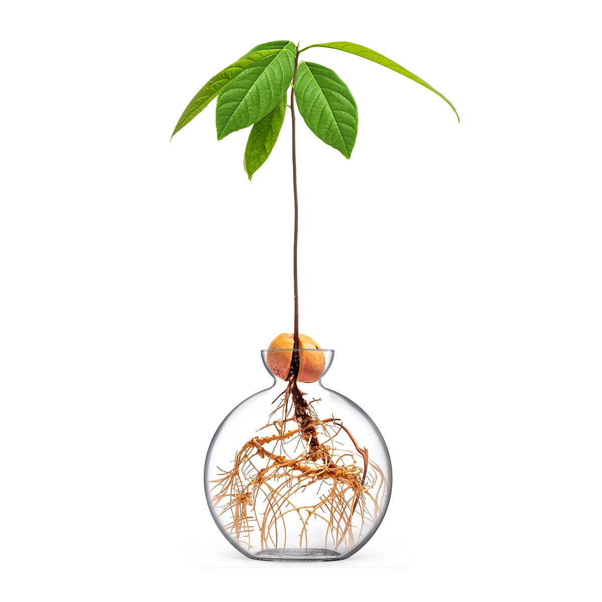 Vase for Acorn, Hand-Blown Clear Glass Vases for Acorns, Gift for Plant Lovers