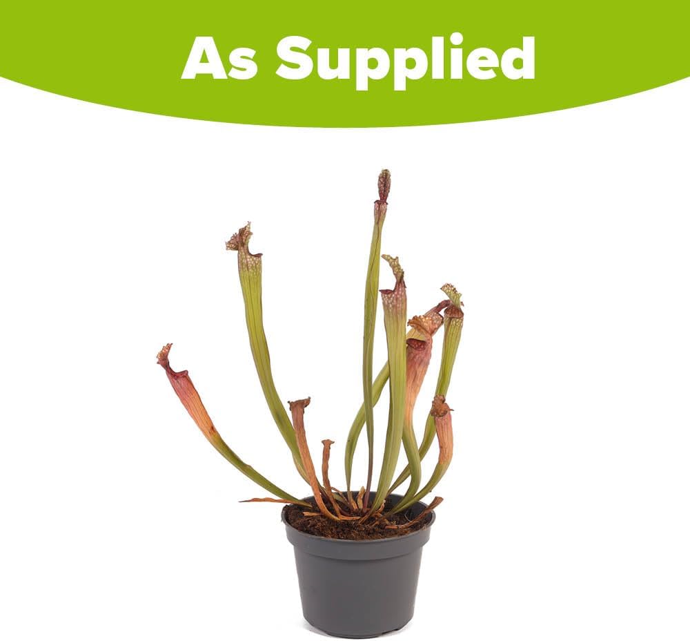 YouGarden Trumpet Pitcher Plant, Indoor Plant, Sarracenia stevensii, Established Houseplant in 9cm Pot, Ready to Display Indoor Plant for Home and Office
