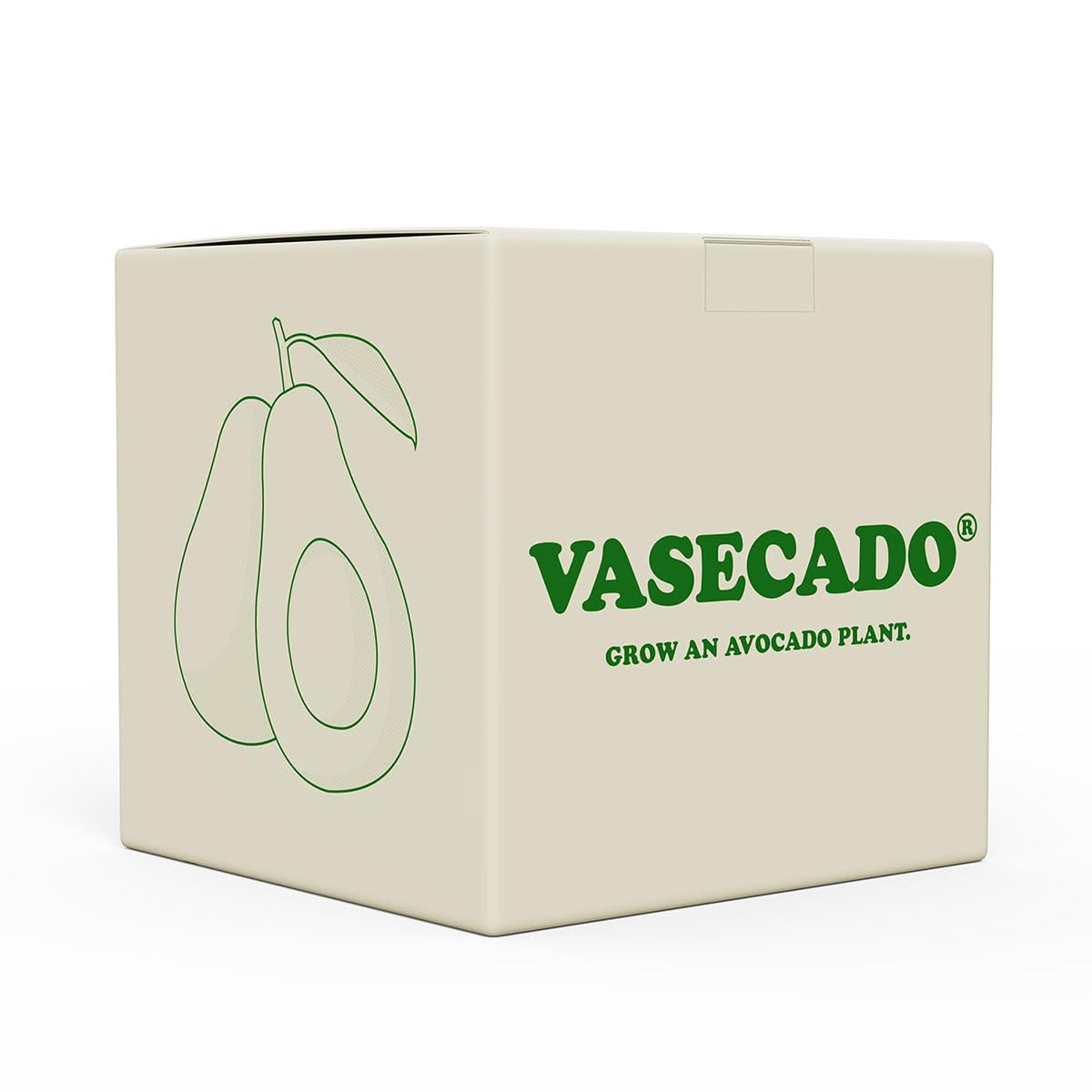 Vase for Acorn, Hand-Blown Clear Glass Vases for Acorns, Gift for Plant Lovers