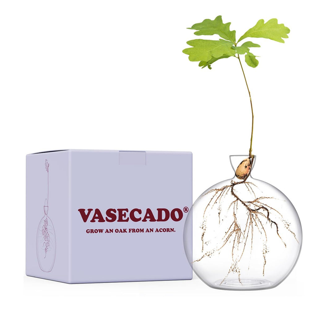 Vase for Acorn, Hand-Blown Clear Glass Vases for Acorns, Gift for Plant Lovers