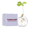 Vase for Acorn, Hand-Blown Clear Glass Vases for Acorns, Gift for Plant Lovers