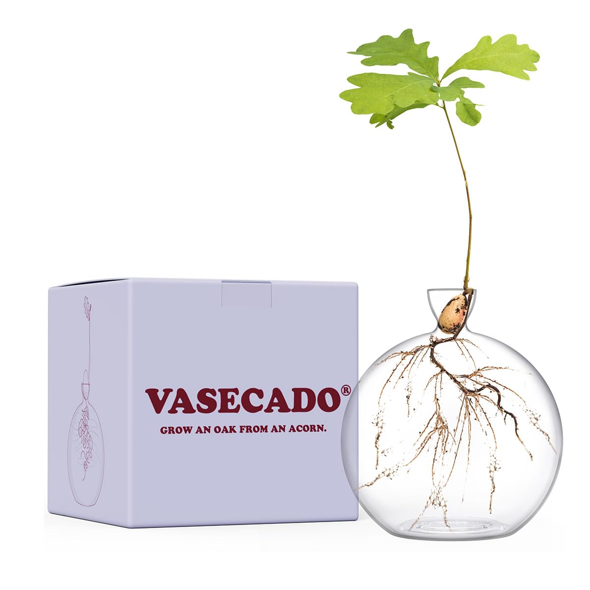 Vase for Acorn, Hand-Blown Clear Glass Vases for Acorns, Gift for Plant Lovers