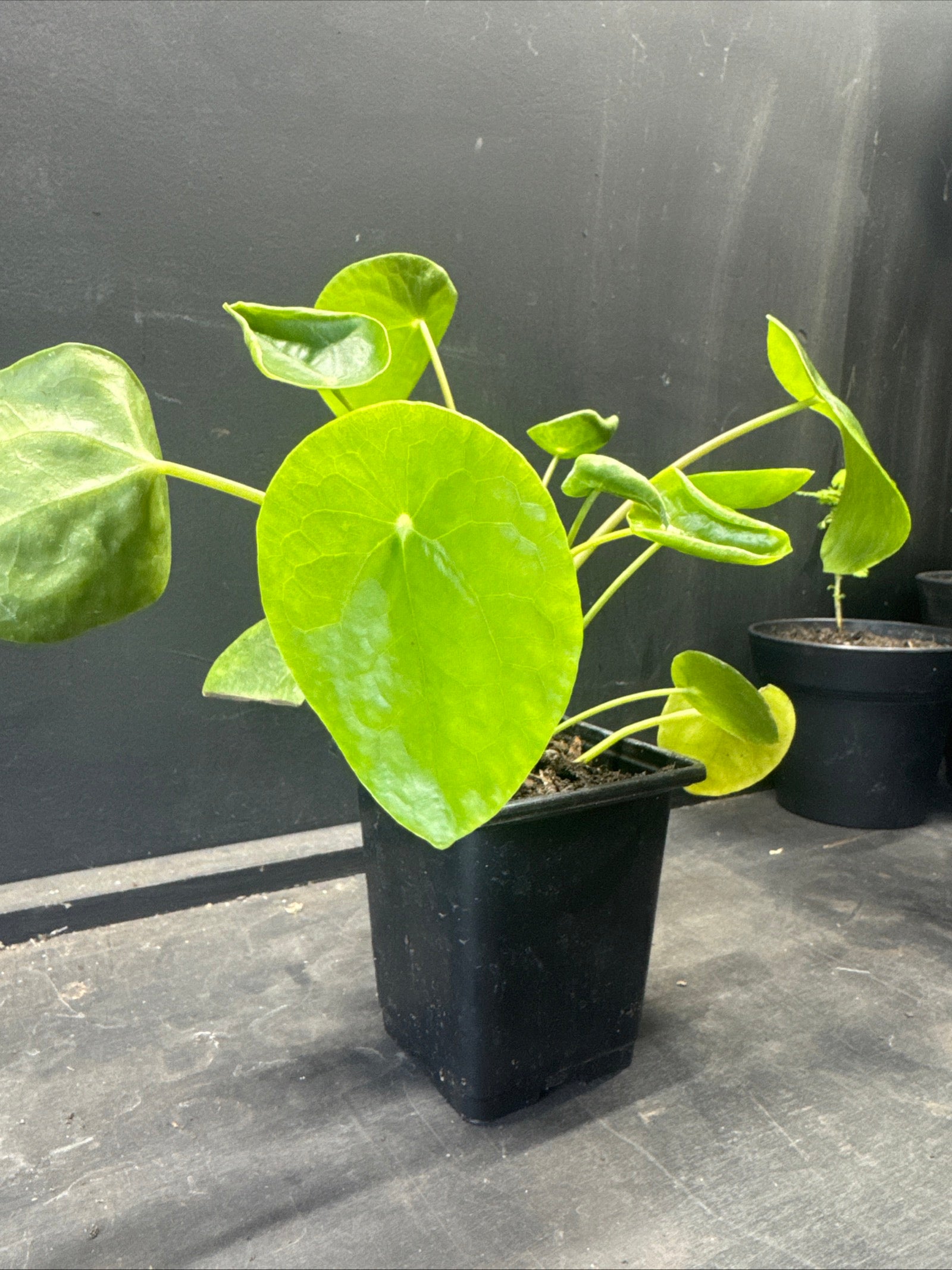 Chinese Money Plant (Pilea peperomioides)