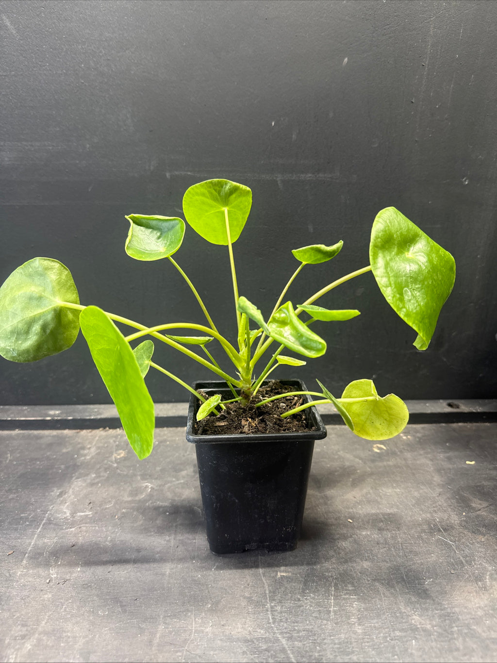 Chinese Money Plant (Pilea peperomioides)