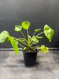 Chinese Money Plant (Pilea peperomioides)