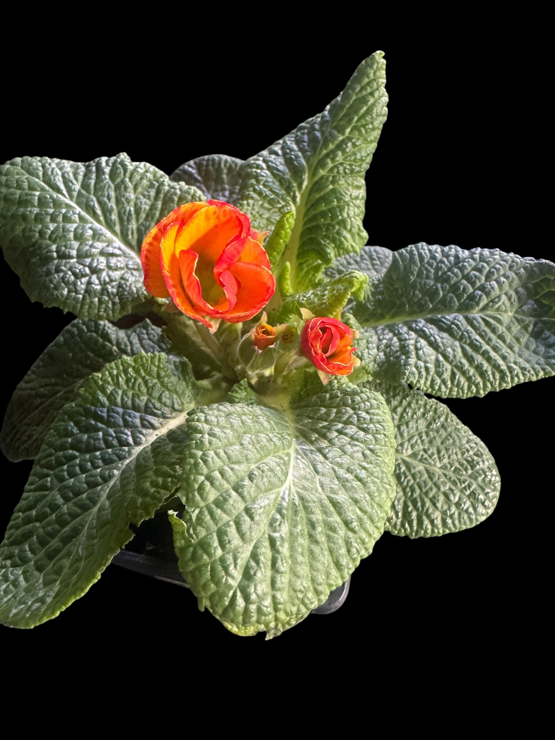 Primrose ‘Chinese New Year’