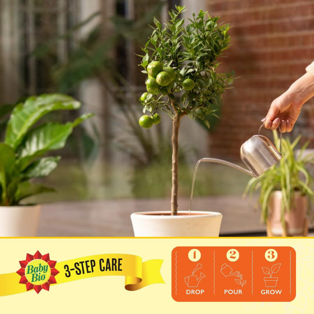 Baby Bio Citrus Food, 175ml - Citrus Plant Food for Healthy Growth and High Potassium for Better Fruit Yield - Year Round Care Concentrate Fertiliser - Fruit Tree Aid Spray