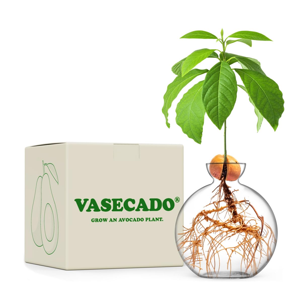 Vase for Acorn, Hand-Blown Clear Glass Vases for Acorns, Gift for Plant Lovers