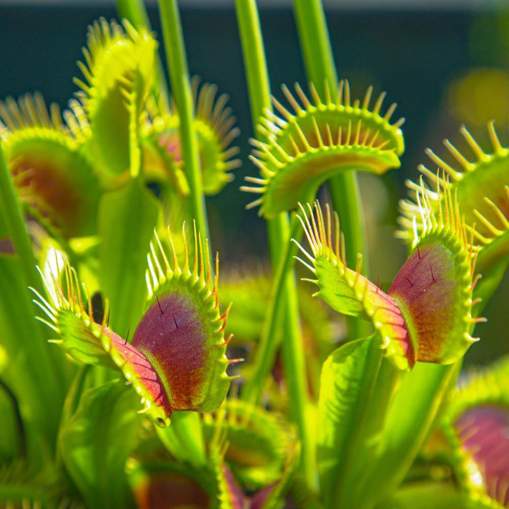 YouGarden Venus Fly Trap, 'Dionaea muscipula' Jumbo Plant in 12cm Pot, Easy to Care Exotic Indoor Plant for The Home and Office, Carnivorous